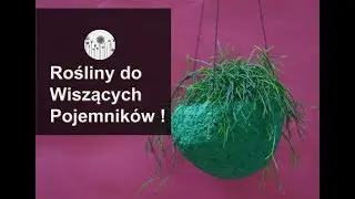 Rośliny pnące i zwisające do podwieszanych pojemników. 5 różnych gatunków