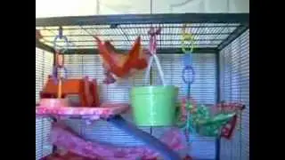 New Critter Nation Double Unit with Stand
