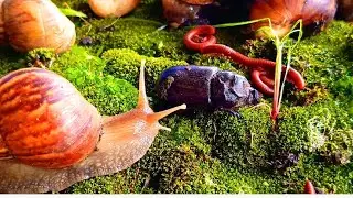 Rare Wildlife Encounter : Millipede, Snail & Rhinoceros Beetle Meetup #educationalmillipede #insects