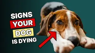 10 Signs Your Dog Is Dying