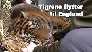 Tigrene flytter til England
