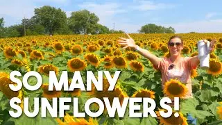 40 ACRES OF SUNFLOWERS! Walk through Grinter&rsquo;s Sunflower Farm in Lawrence, KS for FREE!