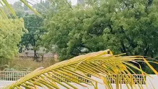 🥰💚💚💦💦💦💚💚🥰 #mansoonvibes #rainlover #beautifulmorning #bhanumuruli #happysoul #shorts #ytshorts #like
