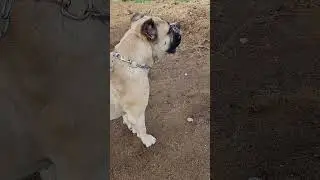 Mean Dog growling! #Northamericanmastiff#canecorso #boerboel ##puppylover #doglovers #merledogs