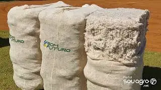 Do campo até a indústria: beneficiamento do algodão é um processo incrível