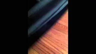 Ninja cat