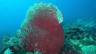 Dive Castle Rock, Komodo, Indonesia 250906 2