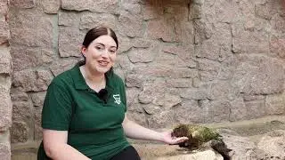 JULIA'S ZOO NAH DRAN🤩🦜 Folge 11: Der Kea