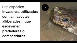 Els amfibis