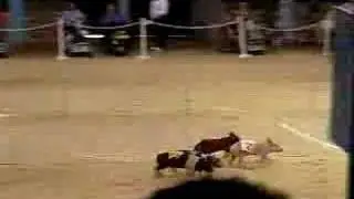Pig Race at Texas State Fair