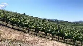 Adega on 45th - Vineyard Views