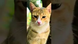 Cat Funny Video Tamil SriLanka #Farming #srilanka #love #cooking #cat #funny#terracottajewellery