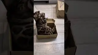 The box is a bit small❤️ #detroit #bengalcat