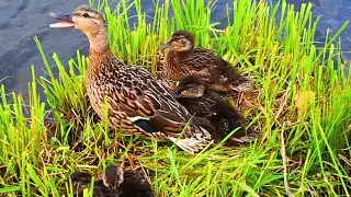 Mother duck leads her ducklings to safety, video of ducks