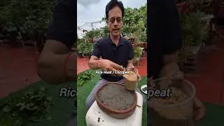 Grow Adeniums From Seed Very easily Date 4th August 2025 #adenium #shorts #viral