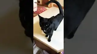 They Kept Saying &ldquo;LOVE ME&rdquo; &hellip; So I Did 🥹🐾💛 #Cats #CuteCats #CatLove #CatCuddles #PetVideos