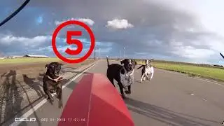 Cycliq Fly6 - 6 Dogs