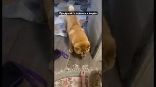 #собака #брат #familydog #собачники #животные #1ᅠнаᅠвкладкеᅠвᅠтренде #family #pets #familypets