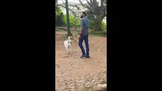 Is Nandi hills Dog friendly l weekend gateway near Bangalore..