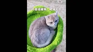 Luxury Solid Wood Cat Tree💖🐈