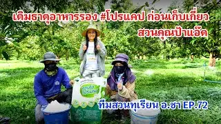#กวินบินได้ EP.532 คุณป้าแอ๊ด เติมธาตุอาหารรอง #โปรแคป ก่อนเก็บเกี่ยว #ทีมทุเรียนอาจารย์ชา EP.72