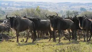 IO NEL MASAIMARA 2012 1&deg; PARTE  Videosafari di Gianni Carrea