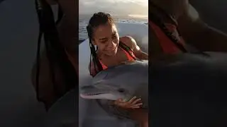 The most intense dolphin rescue ever! 🌊🐬🔥 #sharkattack