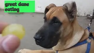 great dane eating.  #Shorts