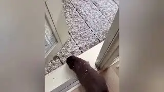 Otter Melonpan loves to watch the snow fall, eyes full of wonder 🤍🦦|Cute Otter