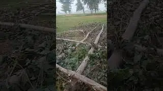 Italian poplar cutting 03120151856 nursery available