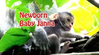 Congrats For Monkey Jane Successfully Giving Birth A Cute Female Newborn Baby Janna