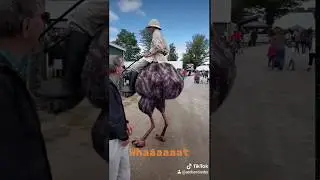 Ostrich Rider TikTok viral video