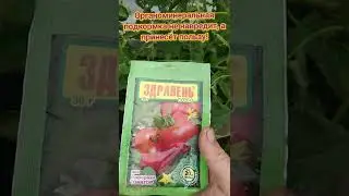 ХОТИТЕ ХОРОШИЙ УРОЖАЙ ТОМАТОВ? Тогда подкормите именно так!