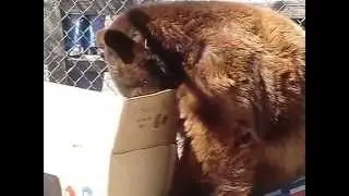 Augustus the Bear's Birthday