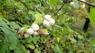 Идентификатор растения: снежноягодник белый (Symphoricarpos albus)