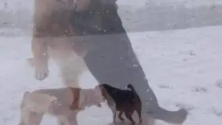 The Fetch Compilation #21 - Play Fighting in The Snow