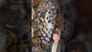 Синекольчатый осьминог &mdash; это СТРАШНО