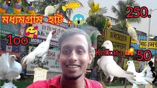 Madhyamram hat 😱 মধ্যমগ্রাম হাট pigeon Lover 🕊️🐦 fancy murgi 🐓 chicken 🐔 all Bird lover🦩🦚 Kolkata.