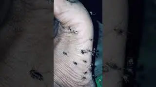 Mosquito farming