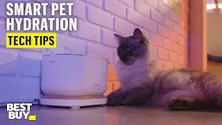 Smart Hydration with PETLIBRO Dockstream App Monitoring Pet Water Fountain &ndash; Tech Tips from Best Buy