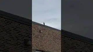 Hawk Messenger Lingers  #wildlife #spiritual #nature