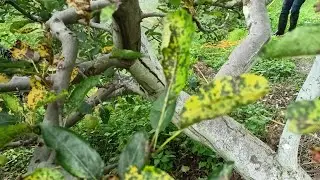 NATIVO  for marssonina blotch and alternaria leaf spot.