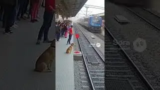 Train Emergency Stop Saves Dog  Ultra Real Sora AI Video