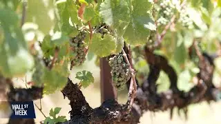 Wine Woes as President Trump&rsquo;s Tariffs Loom