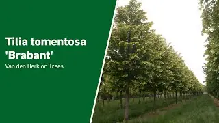 Tilia tomentosa 'Brabant' - Van den Berk on Trees