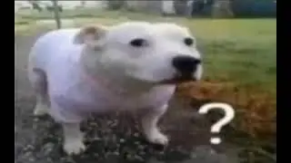 Huh Dog