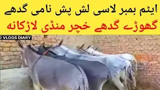 Donkey Raja price Gadha Mandi Larkana | گدھے گھوڑے خچر