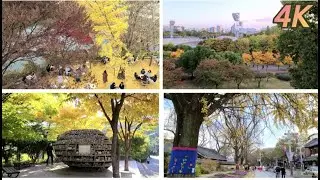 [4K] 8 Best Places to See Autumn Leaves in South Korea