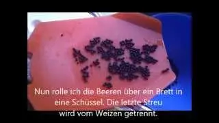 Holunderbeeren abbeeren / entrappen