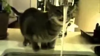 Кот в раковене..